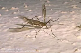Insect known as 