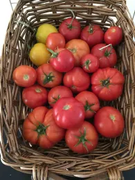 A basket of heirloom tomatoes. Kim Schwind
