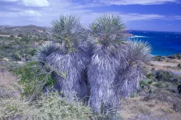 Coccothrinax pumila, Reserva Ecológica Hatibonico, Guantánamo, Cuba. © 2018 D. R. Hodel.