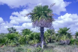 Copernicia macroglossa, Camagüey, Cuba. © 2018 D. R. Hodel.