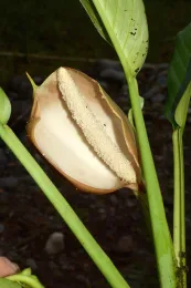 Inflorescence of Rhodospatha amazonensis, Mera, Pastaza, Ecuador. © 2015 T. B. Croat.