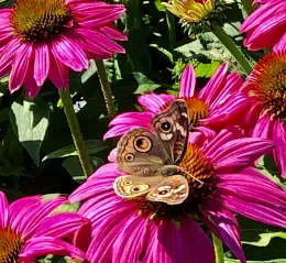 moth on flower
