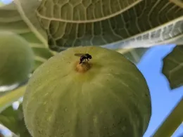 Image A black fig fly laying eggs inside a green fig. A black fig fly depositing eggs into a fig fruit. Photo by Houston Wilson, Dept. of Entomology, UC Riverside.