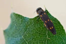 An adult goldspotted oak borer on an oak leaf. Photo by Mike Lewis, Center for Invasive Species Research, Bugwood.org.