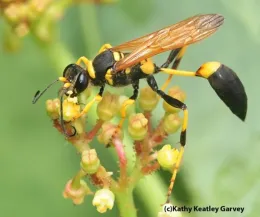 Wasps