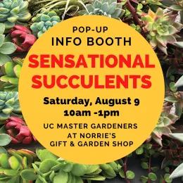 Sensational succulents pop-up flyer