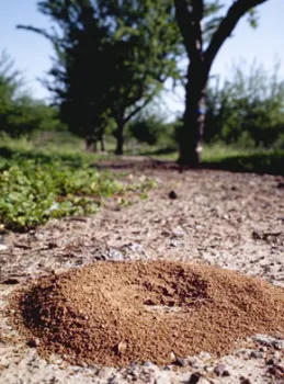 ants