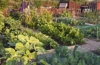 Garden Plants