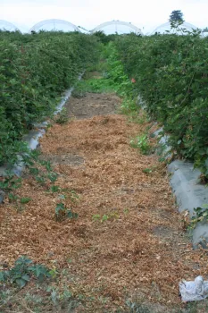 Photo 3: Roundup treated area two weeks post-application