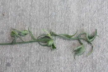 Strapping of leaves