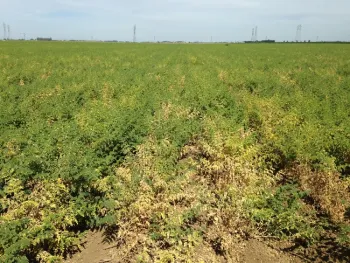 Yellowing plants.