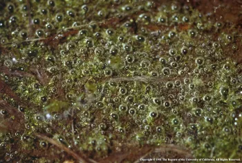 Eutrophication