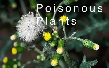 PoisonousPlantButton