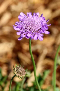 Scabiosa columbaria
