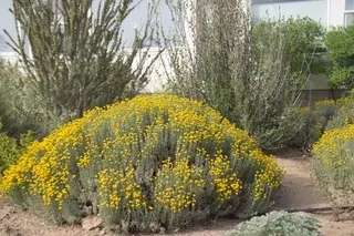 Santolina blooming