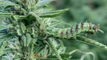 Corn ear worm.