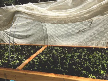 Lettuce mixes