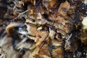 Galleries within ISHB infested castor bean. Source: Akif Eskalen, UCANR