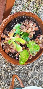 Succulent frost damage