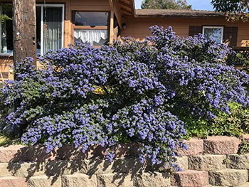 ceanothus-LP-sm