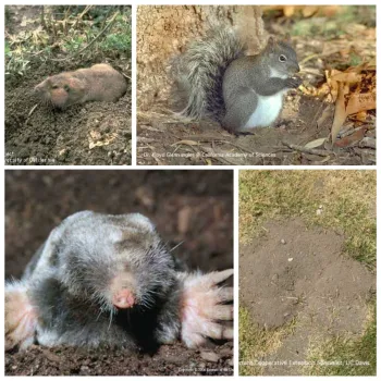 Pests making an appearance in a garden near you. See copyright in photos below.