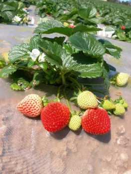 Los agricultores pueden comparar sus cálculos de costos y rentabilidad con los del estudio de fresas orgánicas de UC. Fotografía por Mark Bolda