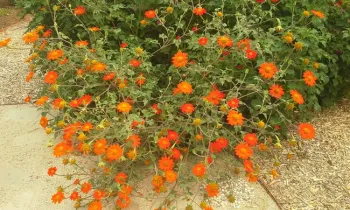 Mexican sunflower