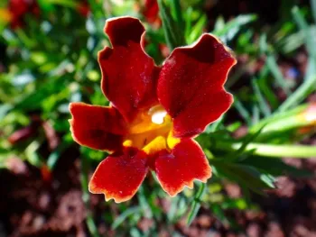 Sticky-monkeyflower close-up. Brent McGhie