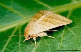 Adult tobacco budworm.