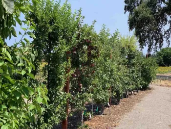 Espalier Garden at Patrick Ranch in July 2020. Laura Kling