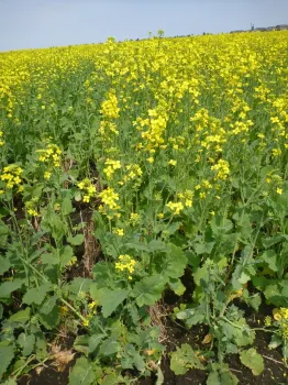 Canola
