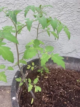 Aug25 growing