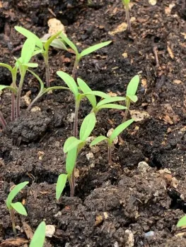 Jul8 cotyledons
