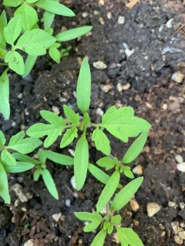 Jul15 true leaves