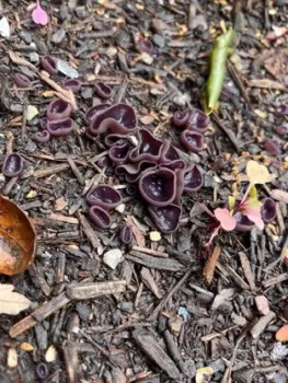 fungi-3