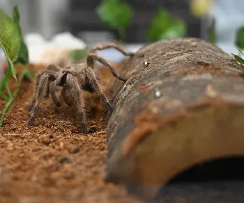 A tarantula displayed by UC Davis doctoral candidate Emma 