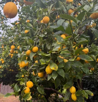 Photo of lemons on Lorie's Eureka lemon tree.