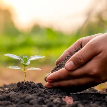 Healthy soil. Photo: UC Regents