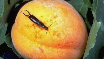 Earwig