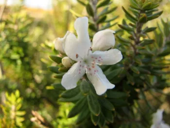 Westringia