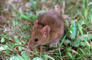 Rat