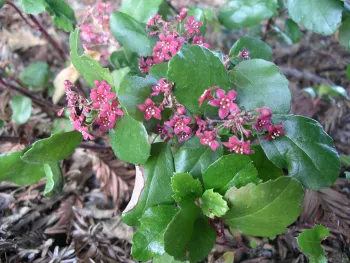 Catalina perfume (Ribes viburnifolium). Cindy Weiner
