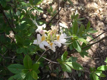 Fragrant Western azalea is a California native that grows well in filtered or part shade. Cindy Weiner