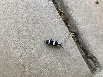 Banded alder borer insect