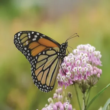 Monarch butterfly