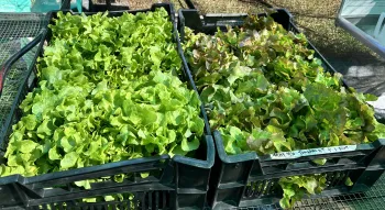 lettuce - smile and bijella varieties