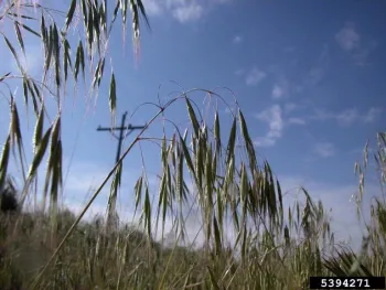 Cheat grass in field