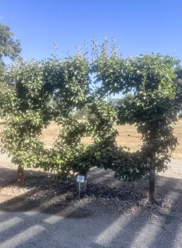 A beautifully espaliered Warren pear. Anne Ryder