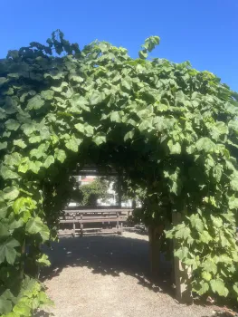 A lush grape arbor creates shade. Anne Ryder