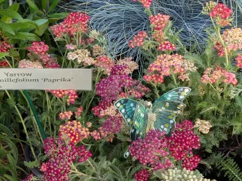 Visit the habitat garden display at the Sonoma County Fair
